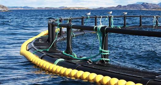 鱼类和贝类养殖